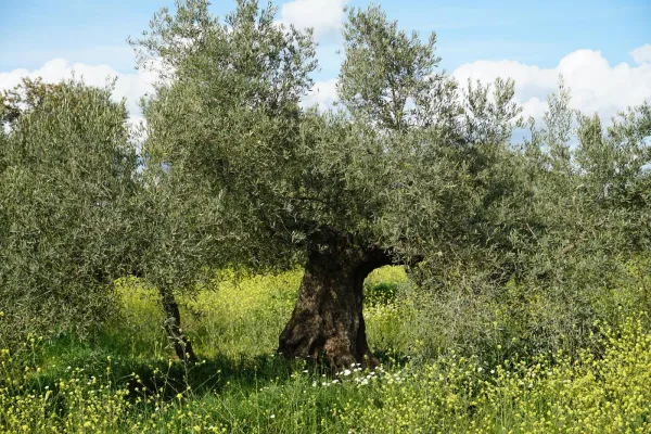 10 Gründe Olivenöl zu geniessen