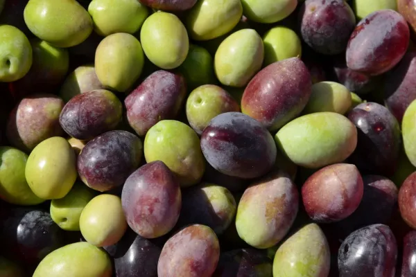 Olivenöl - Das Gesundheitselixier